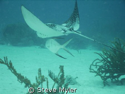 Bonaire  Dutch Antilles  -   Eagle Ray with a special fri... by Steve Myler 